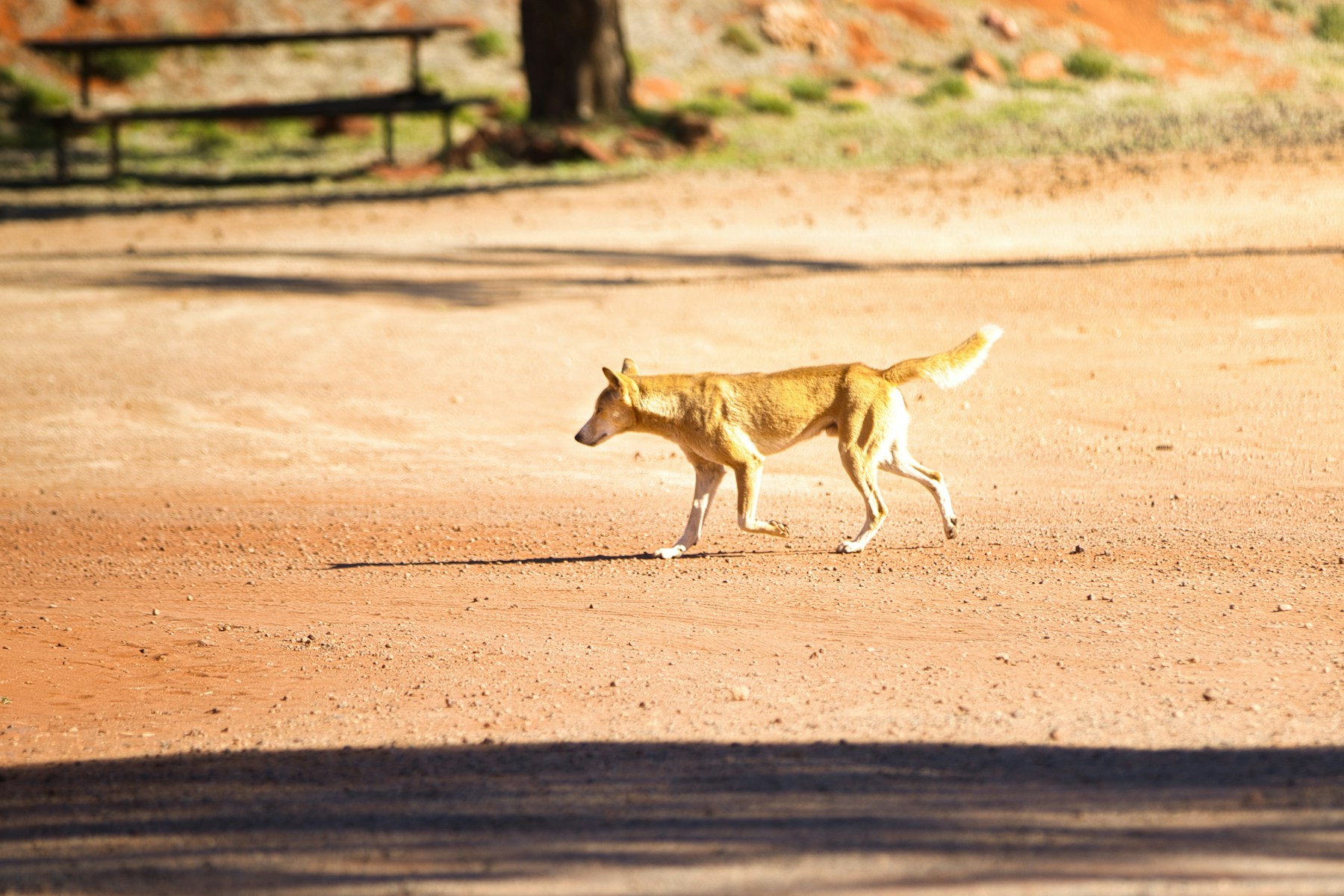 A dingo crossing a red dirt road in the Australian outback